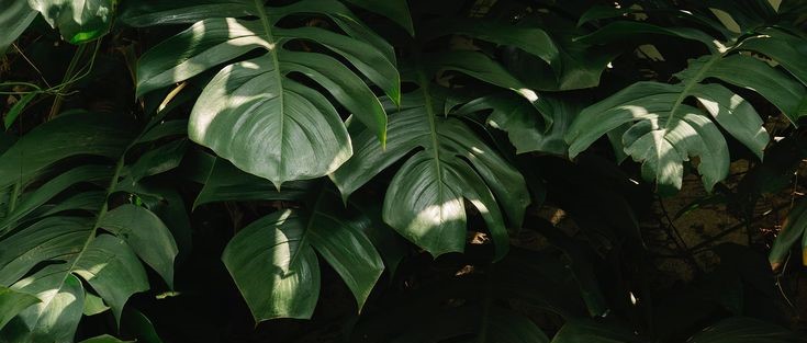 Sustainability Background